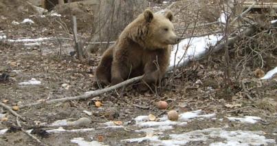 Huszonegyszer riasztottak medvék miatt Hargita megyében