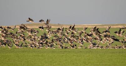 Civil kezdeményezésére 25 madárfaj vadászhatóságát függesztették fel