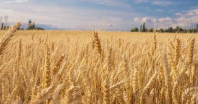 Közel 3 millió tonna ukrán gabonát exportáltak Románián keresztül