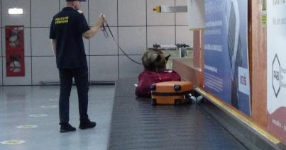 VIDEÓ – Drogkereső kutya akcióban a kolozsvári repülőtéren