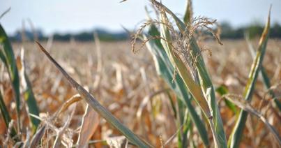 Az utóbbi 15 év leggyengébb kukoricatermése várható idén Romániában