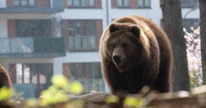 Medve jelent meg Nagyszeben külvárosában