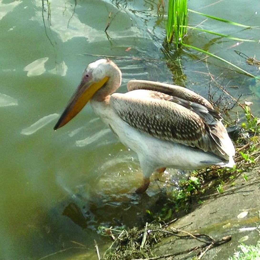 VIDEÓ - A Duna-deltába került a telekfarki pelikán
