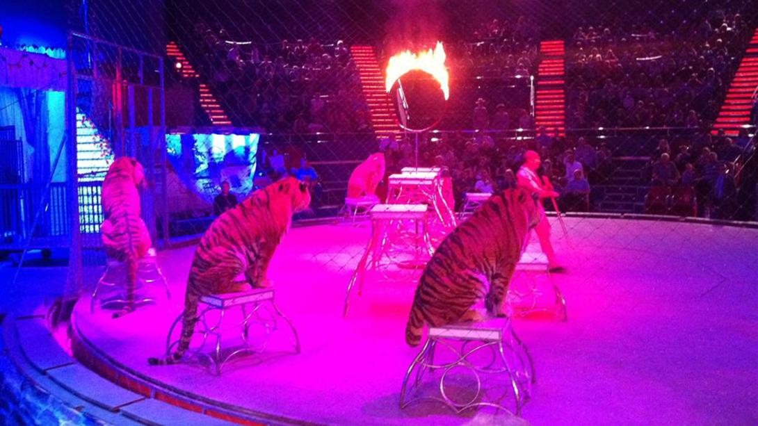 Globus cirkusz: nem lesznek többet állatok a műsorban