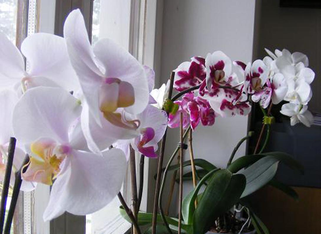 Tavaszi orchideakiállítás Vajdahunyad várában