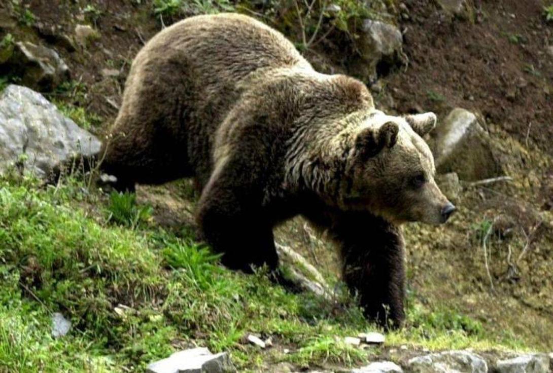 Két fiatal pásztort sebesített meg medve Csíkszereda határában