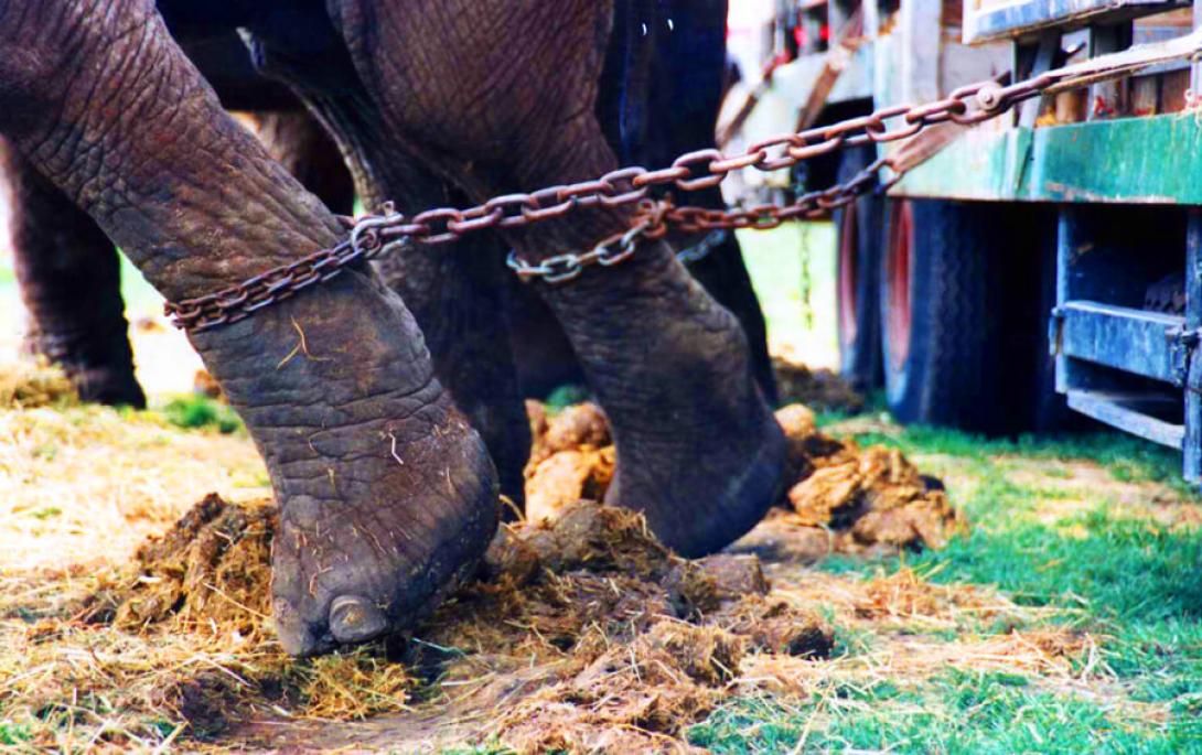 Mostantól törvény tiltja a vadállatok szerepeltetését cirkuszokban