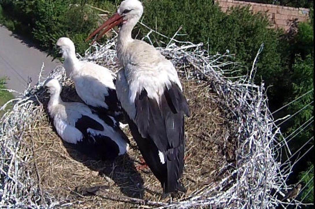 Fehér gólyákat gyűrűznek Kolozs megyében
