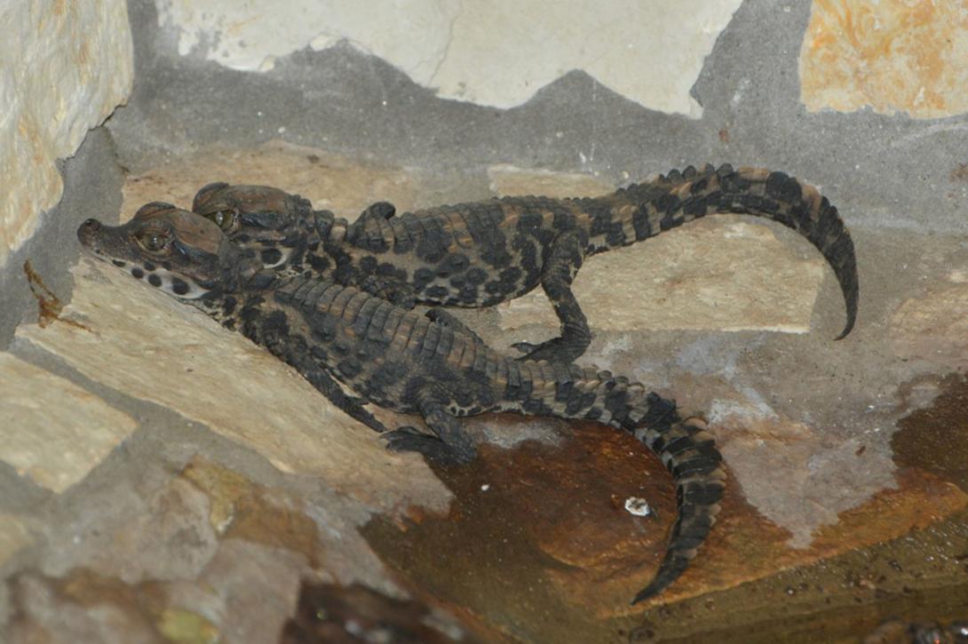 Tompaorrú krokodilok keltek ki a Szegedi Vadasparkban