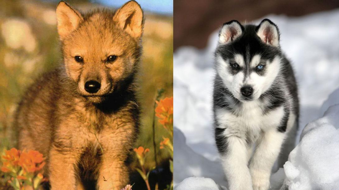 Egyetlen farkaspopulációra vezethetőek vissza a mai kutyafajták