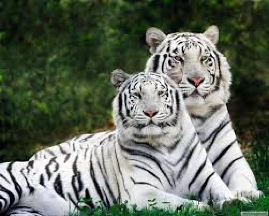 Két fiatal fehér tigris mart halálra egy gondozót egy dél-indiai vadasparkban