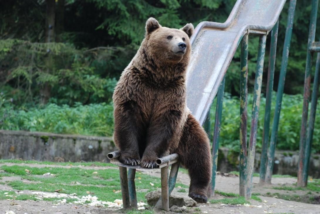 A „sétáló medvék” kilövésére kérnek engedélyt a Brassó megyei erdészek