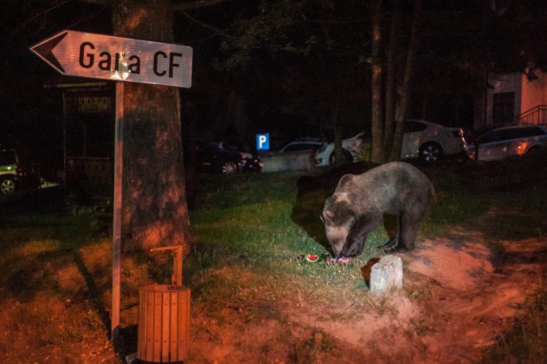 Szirénákkal üldözték el a csendőrök a medvéket Buşteni-ben