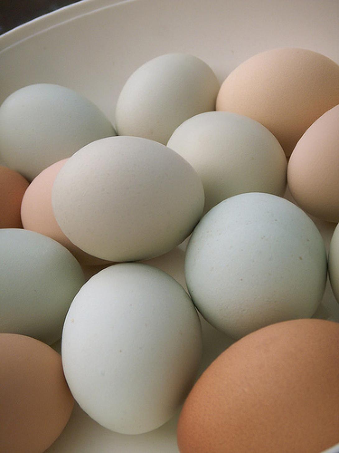 Mennyivel nőtt a tojás ára novemberben?