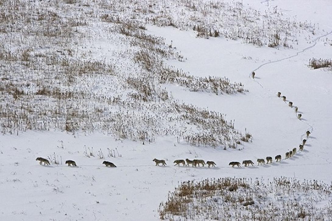 Farkasfalkát filmeztek a Királykő Nemzeti Park egyik erdejében