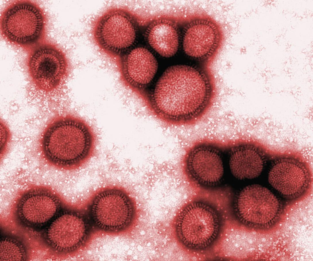 Több mint 350 influenzás esetet regisztráltak az elmúlt héten