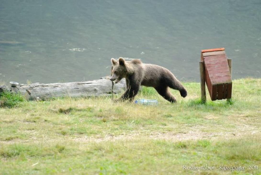 Medve támadott meg egy magyarországi zarándokot a Szent Anna-tónál
