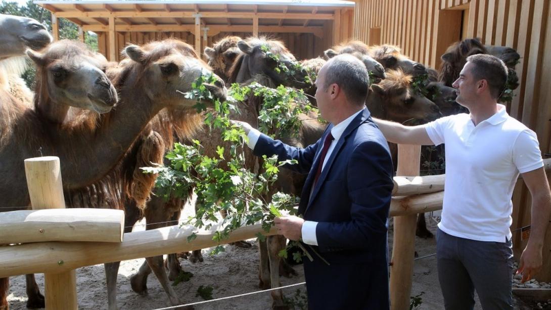 Kétezer négyzetméteres tevekifutót adtak át a Veszprémi Állatkertben