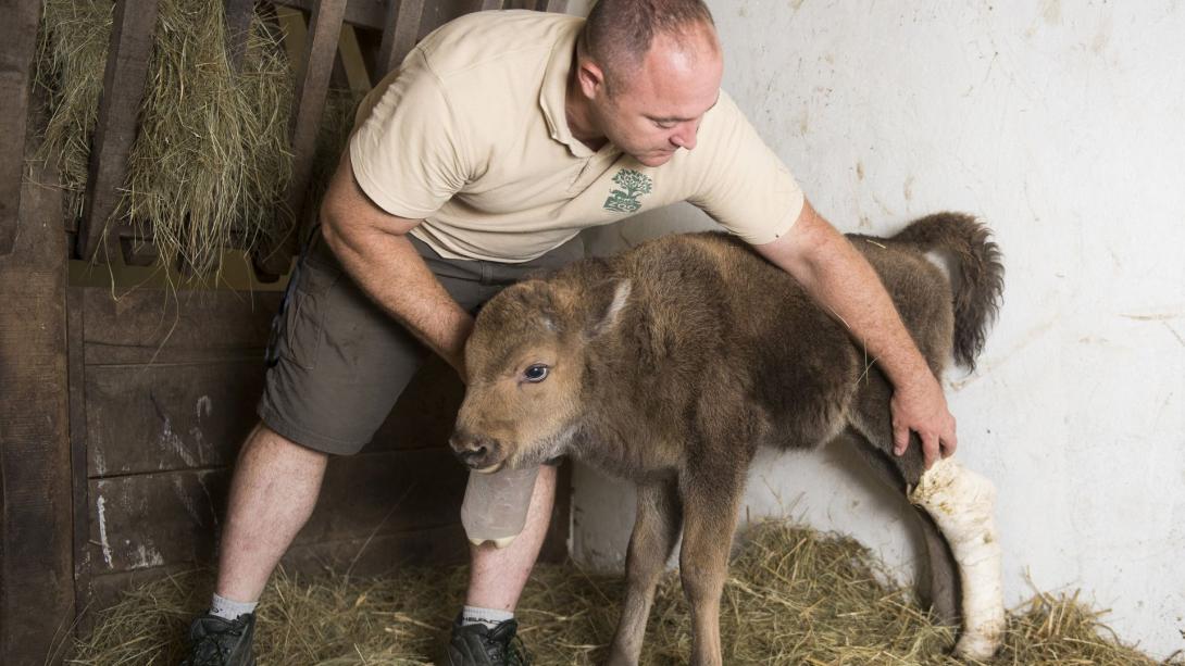 Gondozók nevelik a Nyíregyházi Állatpark egyik európai bölényét