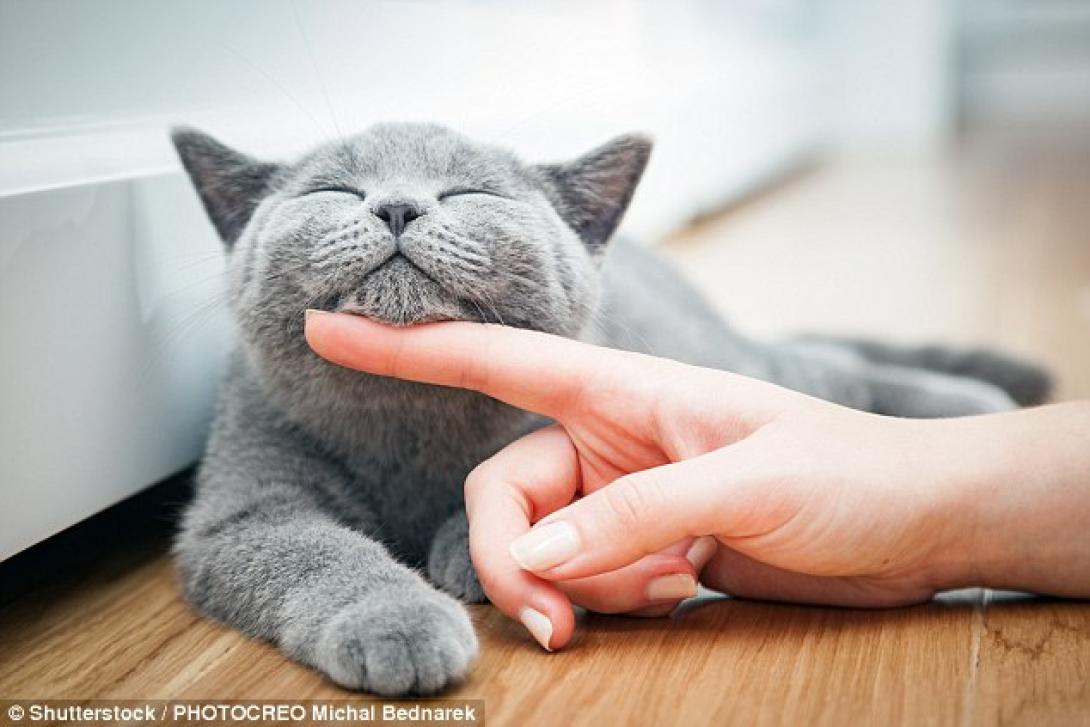 A macskák és gazdijuk közötti kommunikációt vizsgálták kutatók