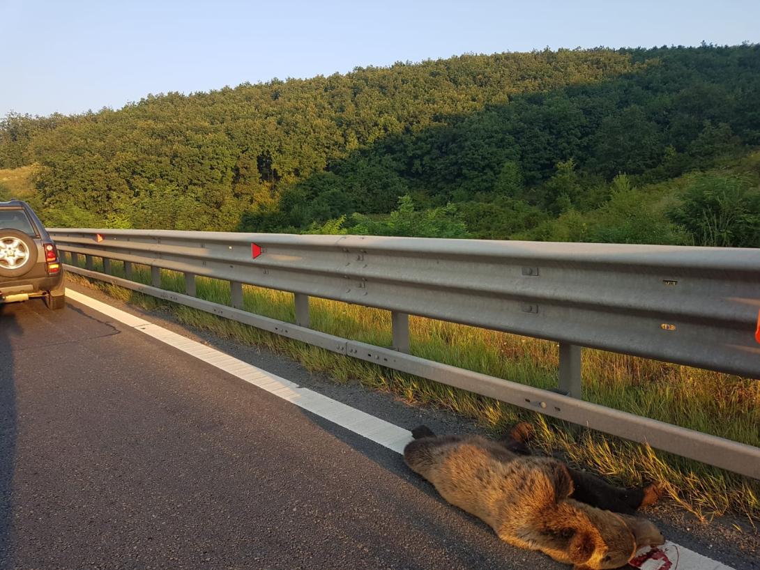 Újabb medvét gázoltak halálra az A1-es autópályán