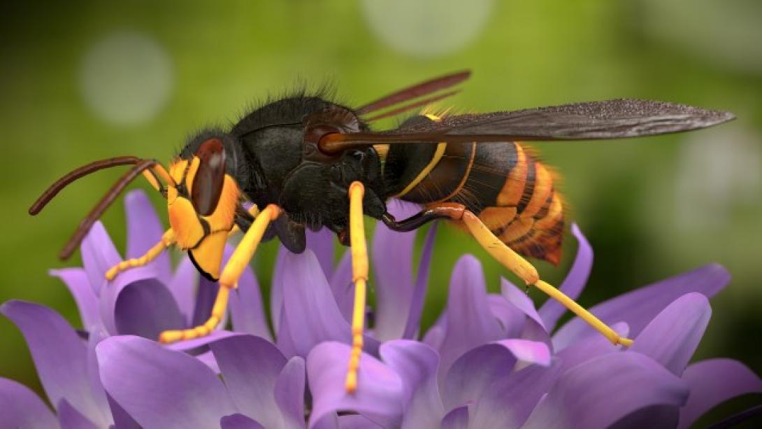 Habár egyformán hasznosak, a darazsakat sokan utálják, de szeretik a méheket