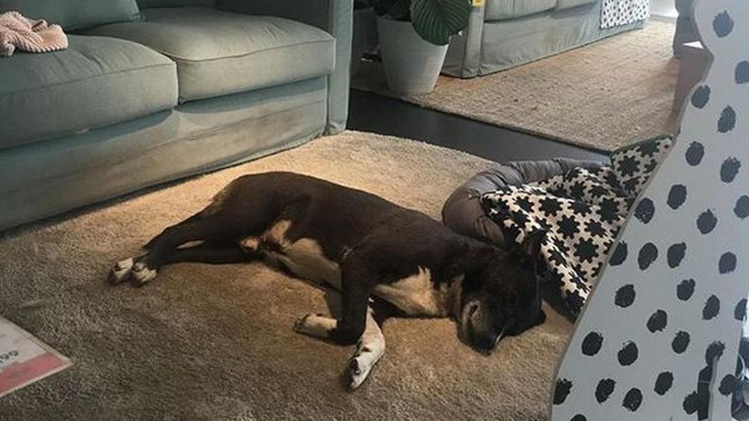 Kóbor kutyáknak ad téli menedéket egy olaszországi IKEA