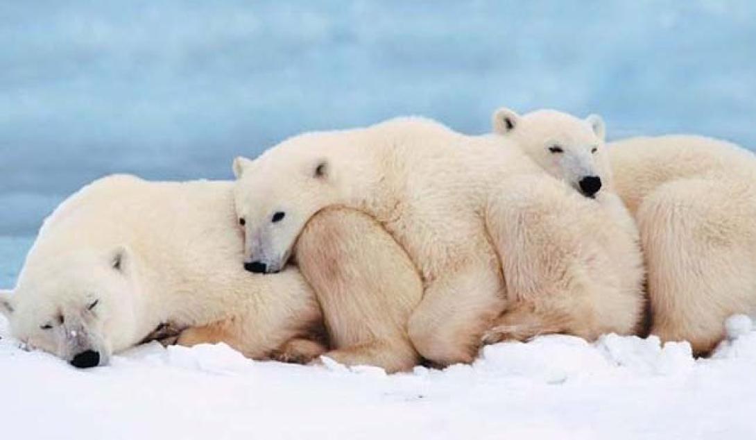 Szükségállapot jegesmedve-invázió miatt Oroszországban