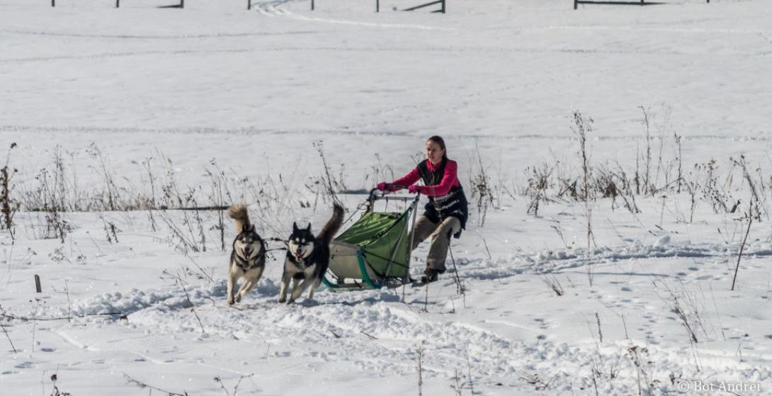 FOTÓ- és VIDEÓRIPORT - Nemzetközi kutyaszánhúzó verseny Borszéken