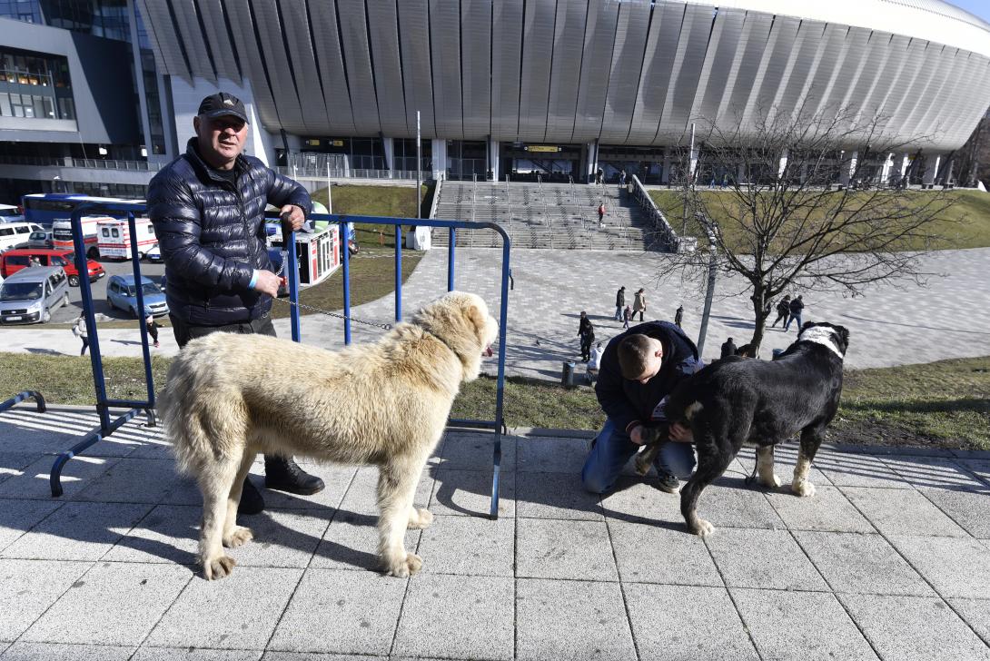 Az év legrangosabb kutyakiállítása és versenye zajlik Kolozsváron