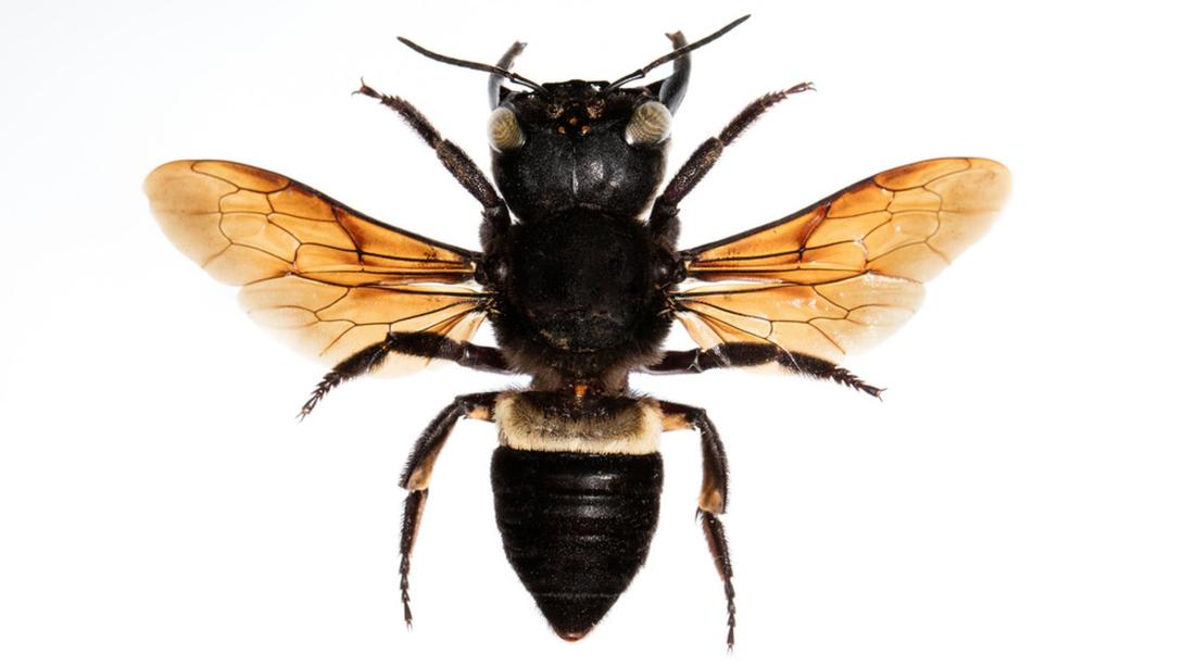 Újra felbukkant a világ legnagyobb, kihaltnak vélt méhfaja