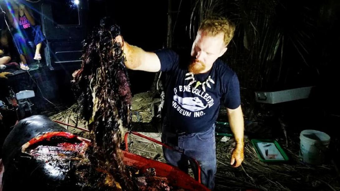 Negyven kilogramm műanyag zacskót találtak egy bálna gyomrában