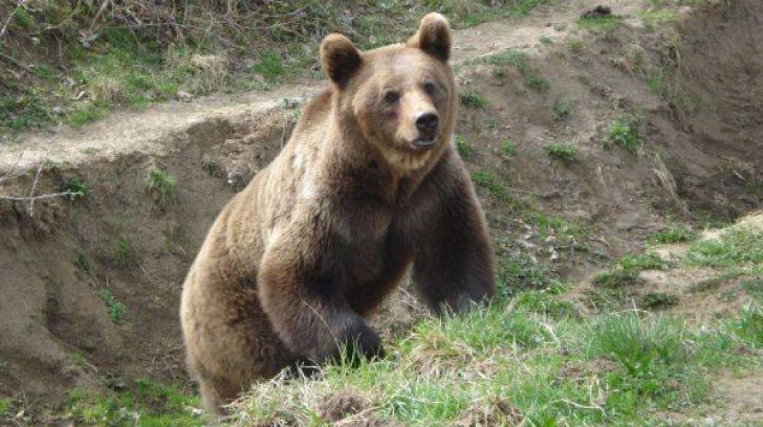 Kukába szorult medvebocsot szabadítottak ki a csendőrök Tusnádfürdőn