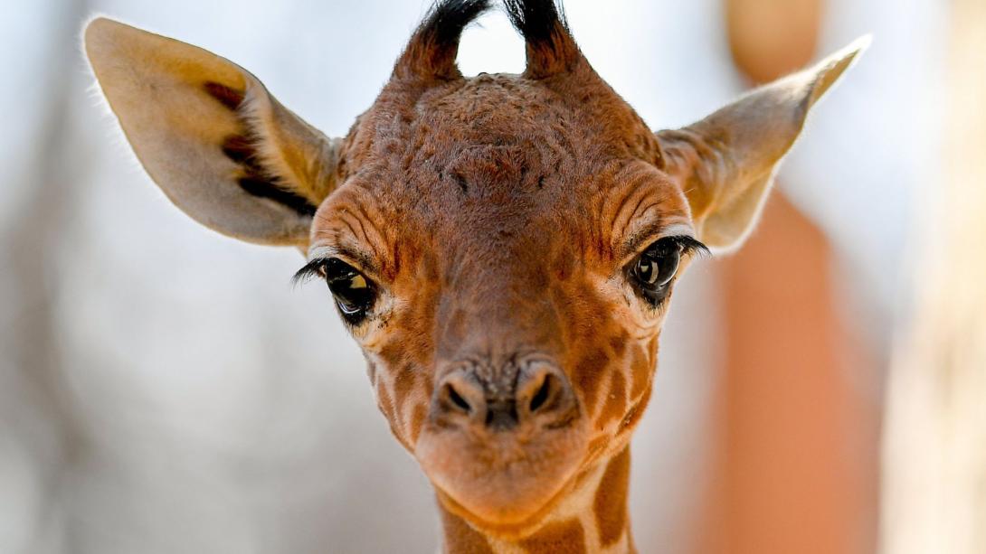 Zsiráf született a debreceni állatkertben