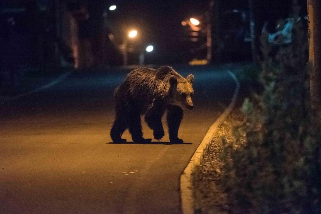 Ro-Alert riasztás egy medve miatt. Hol történt?