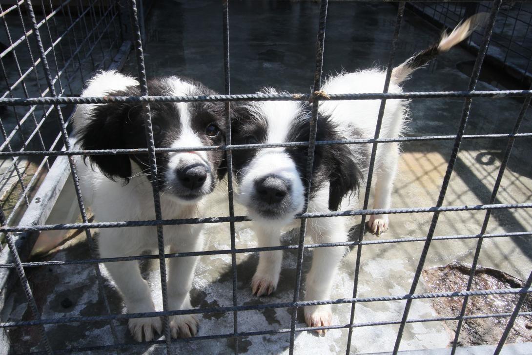 Egyre romlik az elhagyott kutyusok helyzete Kolozsváron (VIDEÓ- és FOTÓRIPORT)