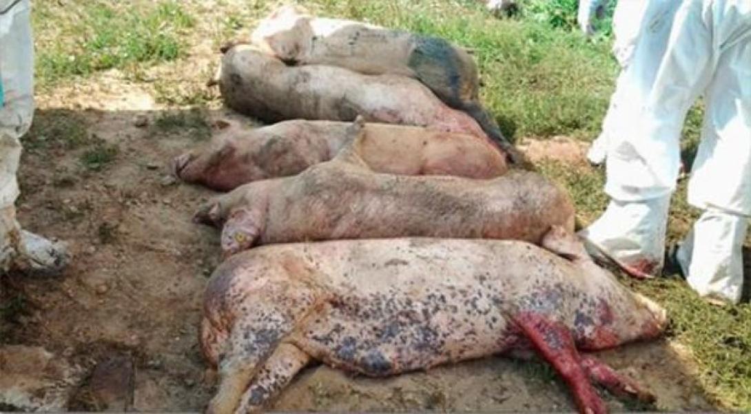 Újabb 13 ezer állatot ölnek le a sertéspestis terjedésének megelőzése érdekében