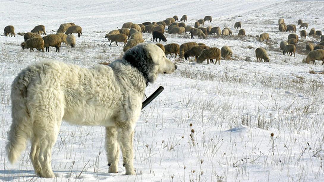 Néhány tudnivaló a nagy testű pásztorkutyákról