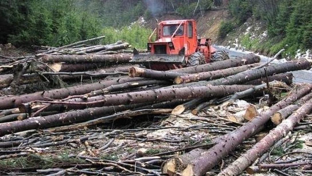 Iohannis: Véget kell vetni az illegális fakitermelésnek