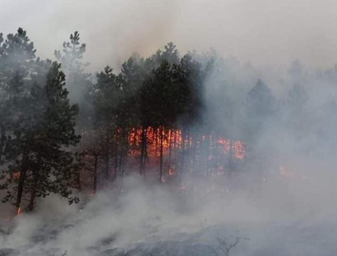 Tűz a Kolozsvár melletti Bükk-erdőben