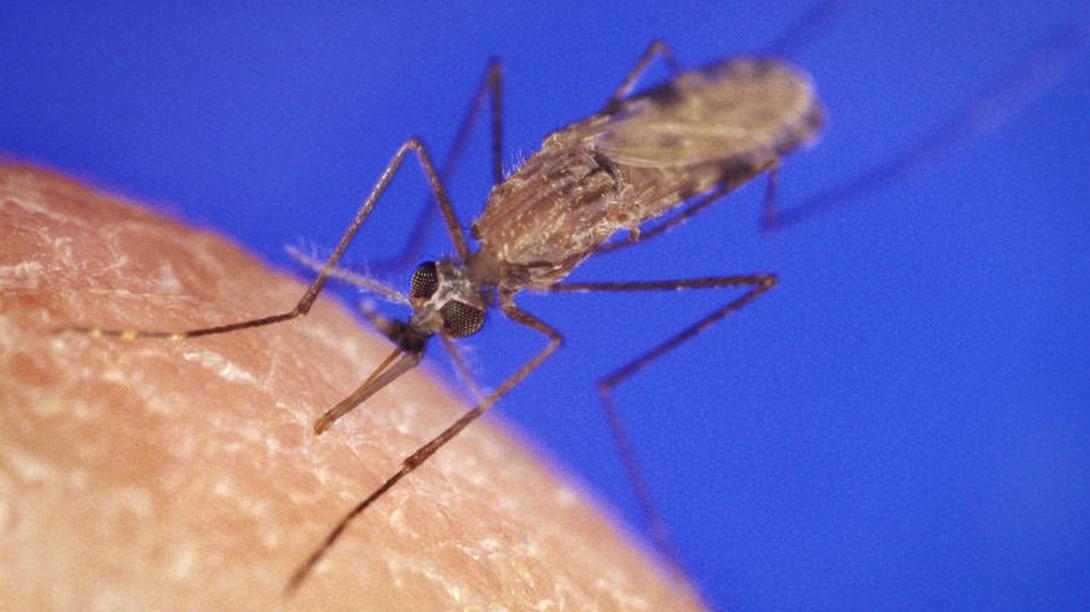 A malária ellen teljes védelmet nyújtó mikrobát fedeztek fel