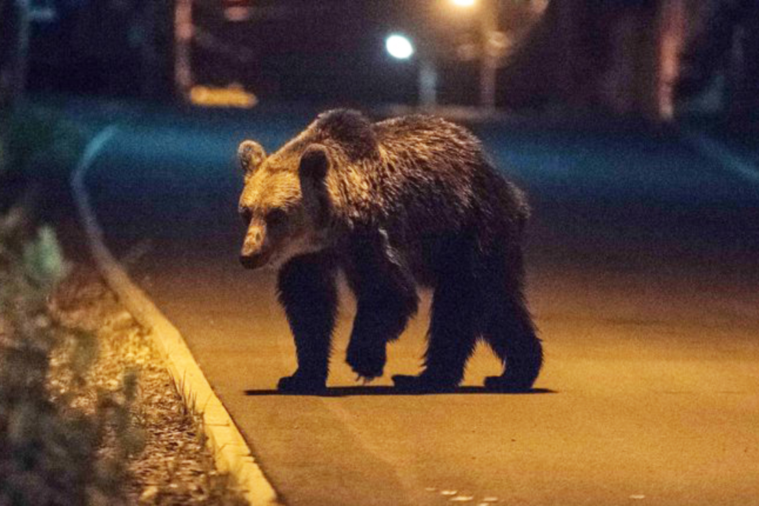Újabb medve jelenlétére figyelmeztették a lakosságot Aranyosgyéresen