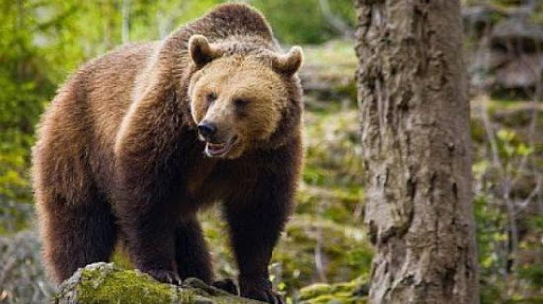 Medve jelent meg Vaslábon