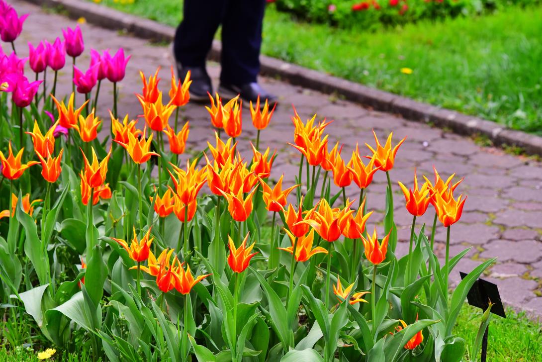 Színpompás tulipánok a kolozsvári botanikus kertben
