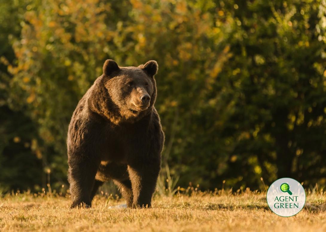 Törvénytelenül lőtték ki Arthurt, az EU vélhetően legnagyobb barnamedvéjét Székelyföldön