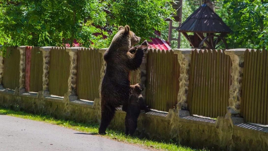 Tánczos Barna: Tusnádfürdőn naponta okoznak károkat a medvék