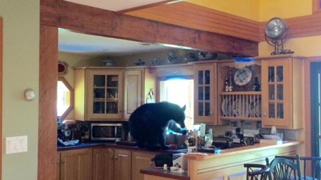 Bement a medve a konyhába