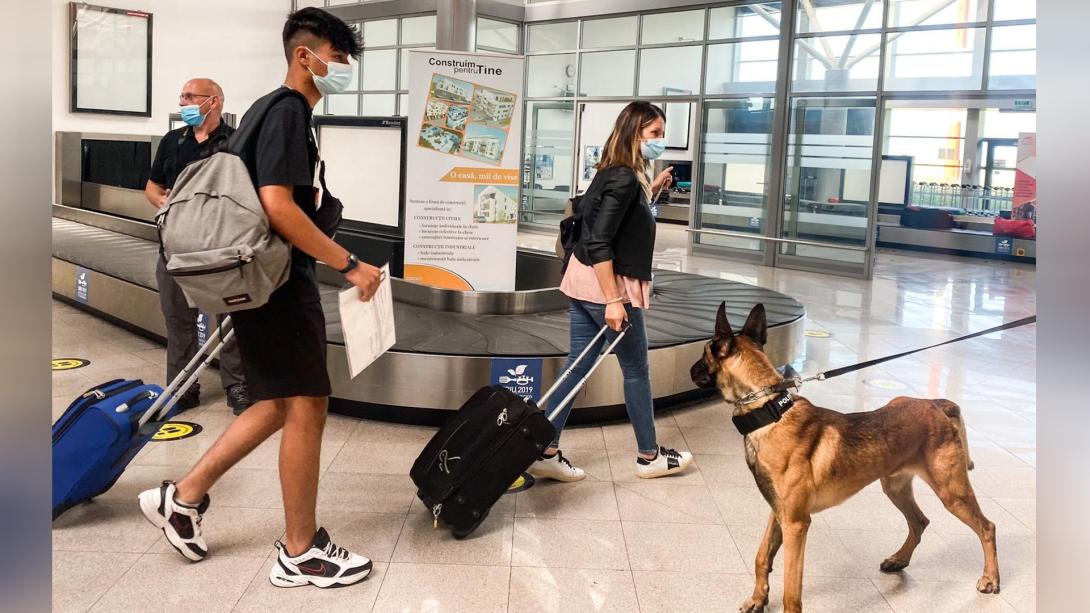 Kolozsváron is bevetik a Covid-fertőzötteket kiszagoló kutyákat