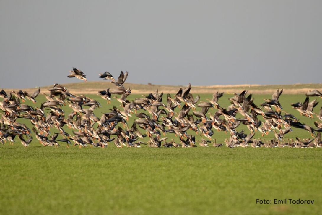 Civil kezdeményezésére 25 madárfaj vadászhatóságát függesztették fel