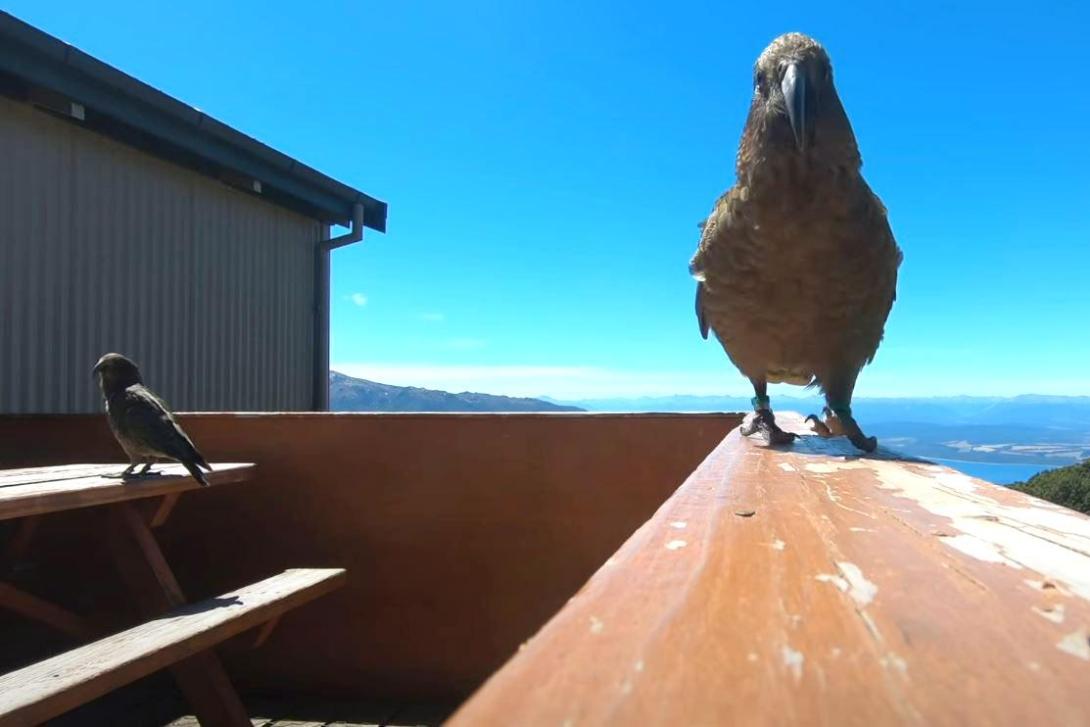 GoPrót lopott egy papagáj, lefilmezte vele a vidéket